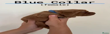 Blue Collar