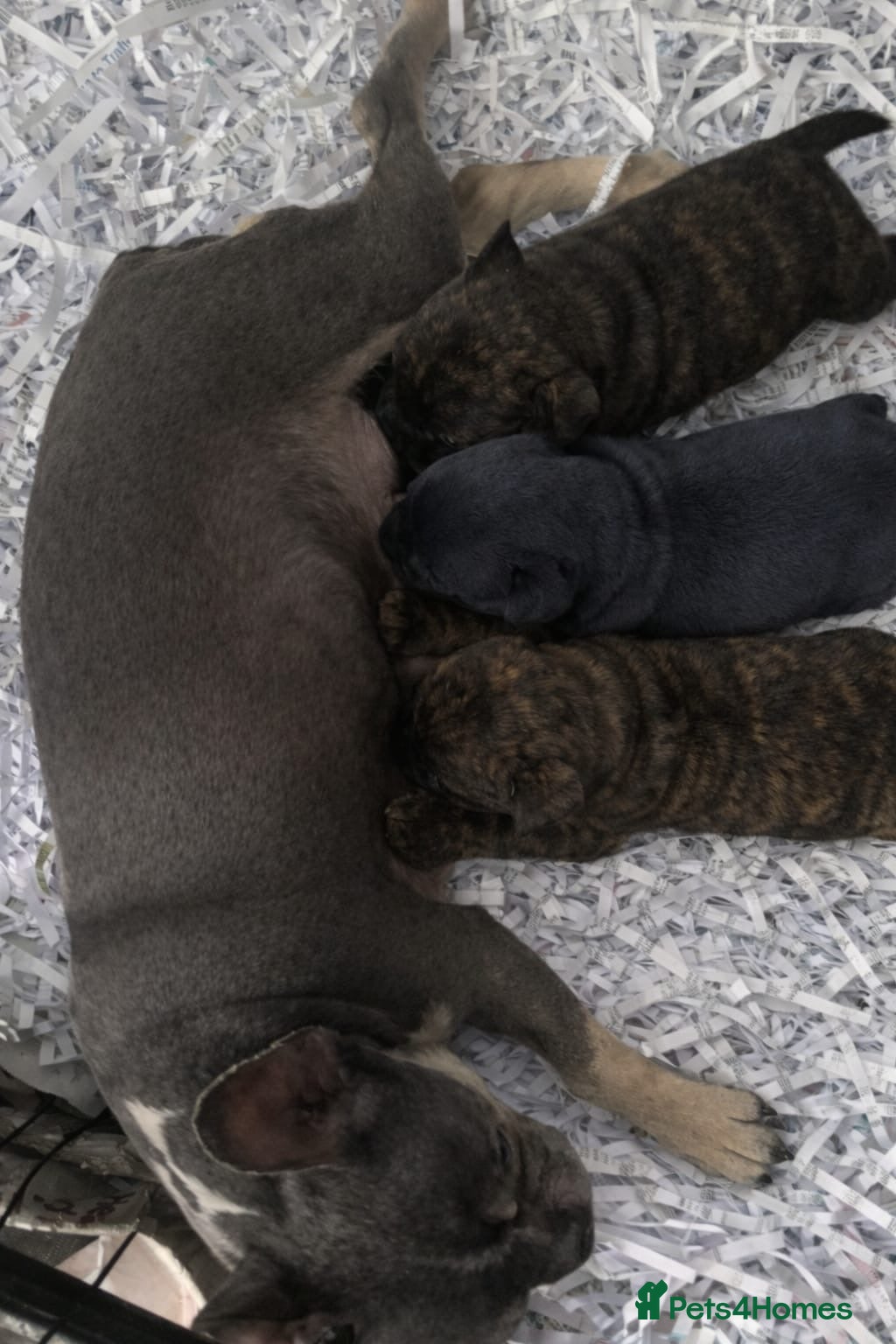 Mixed Breed dogs Adorable Frow Frow puppies ready now  - Advert 6