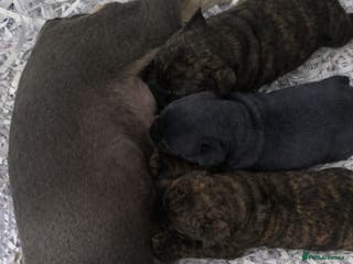 Mixed Breed dogs Adorable Frow Frow puppies ready now - Advert 1