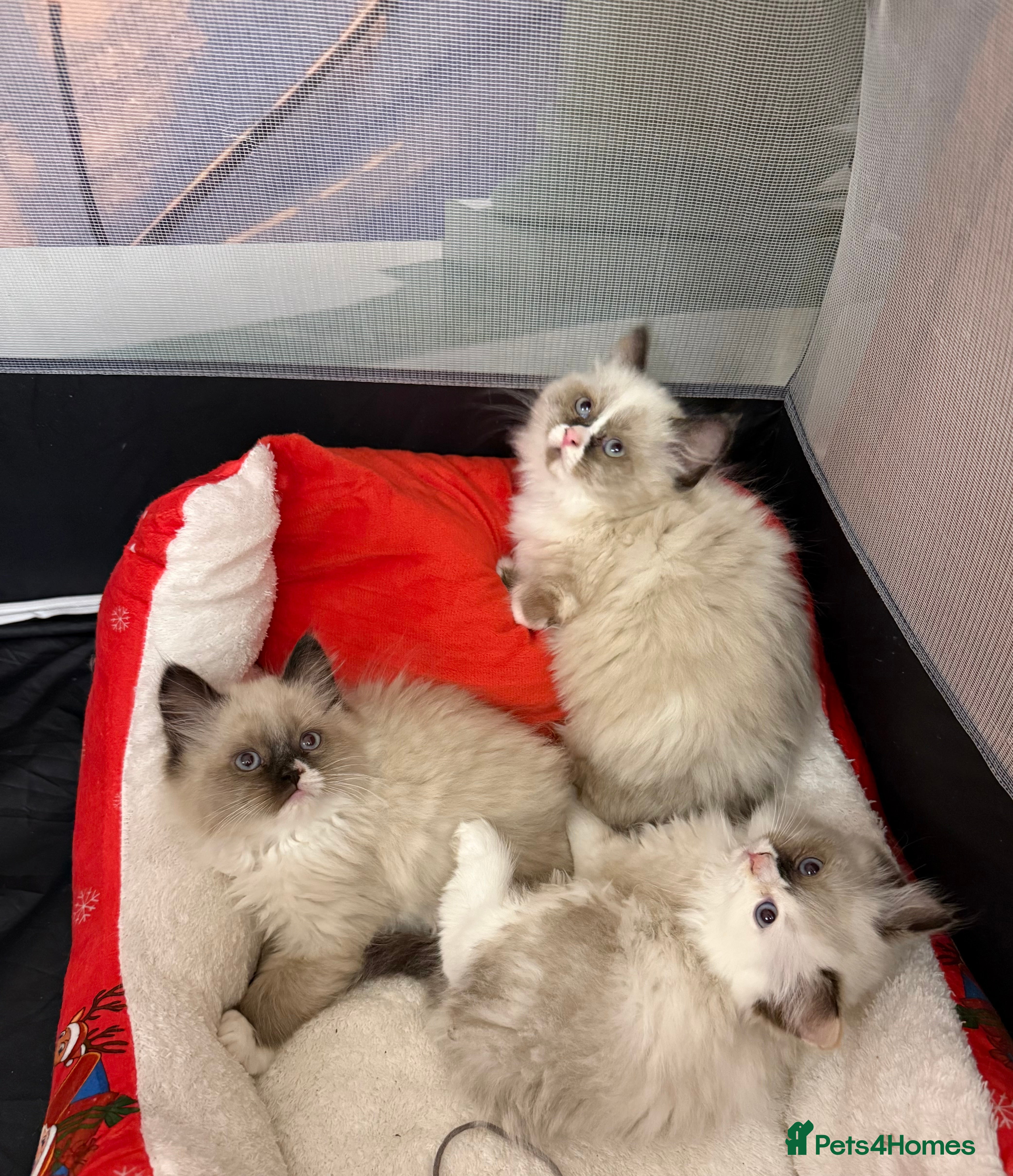 Ragdoll cats Beautiful Ragdolls kittens  - Advert 13