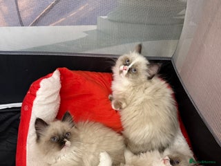 Ragdoll cats Beautiful Ragdolls kittens - Advert 4