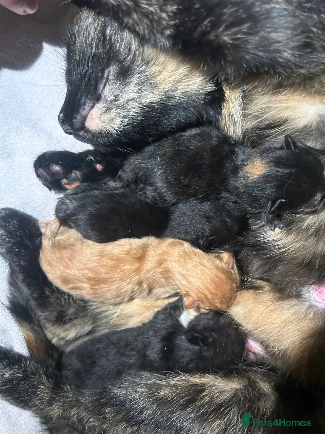 Mixed Breed cats for sale: Mixed breed kittens for sale  - Advert 6