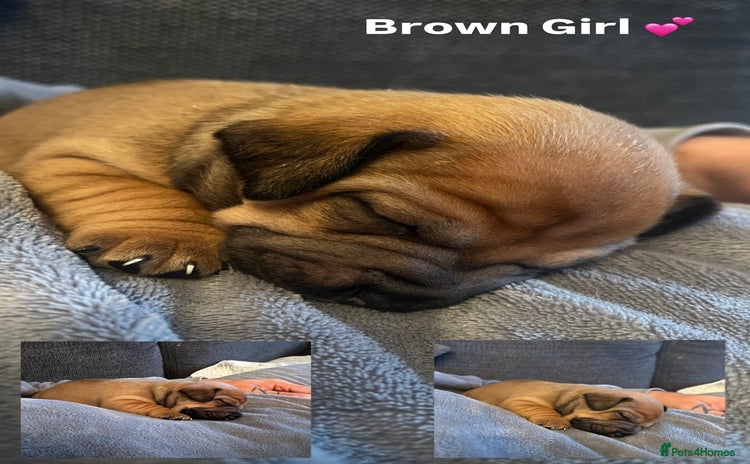 Mixed Breed dogs - Advert 15