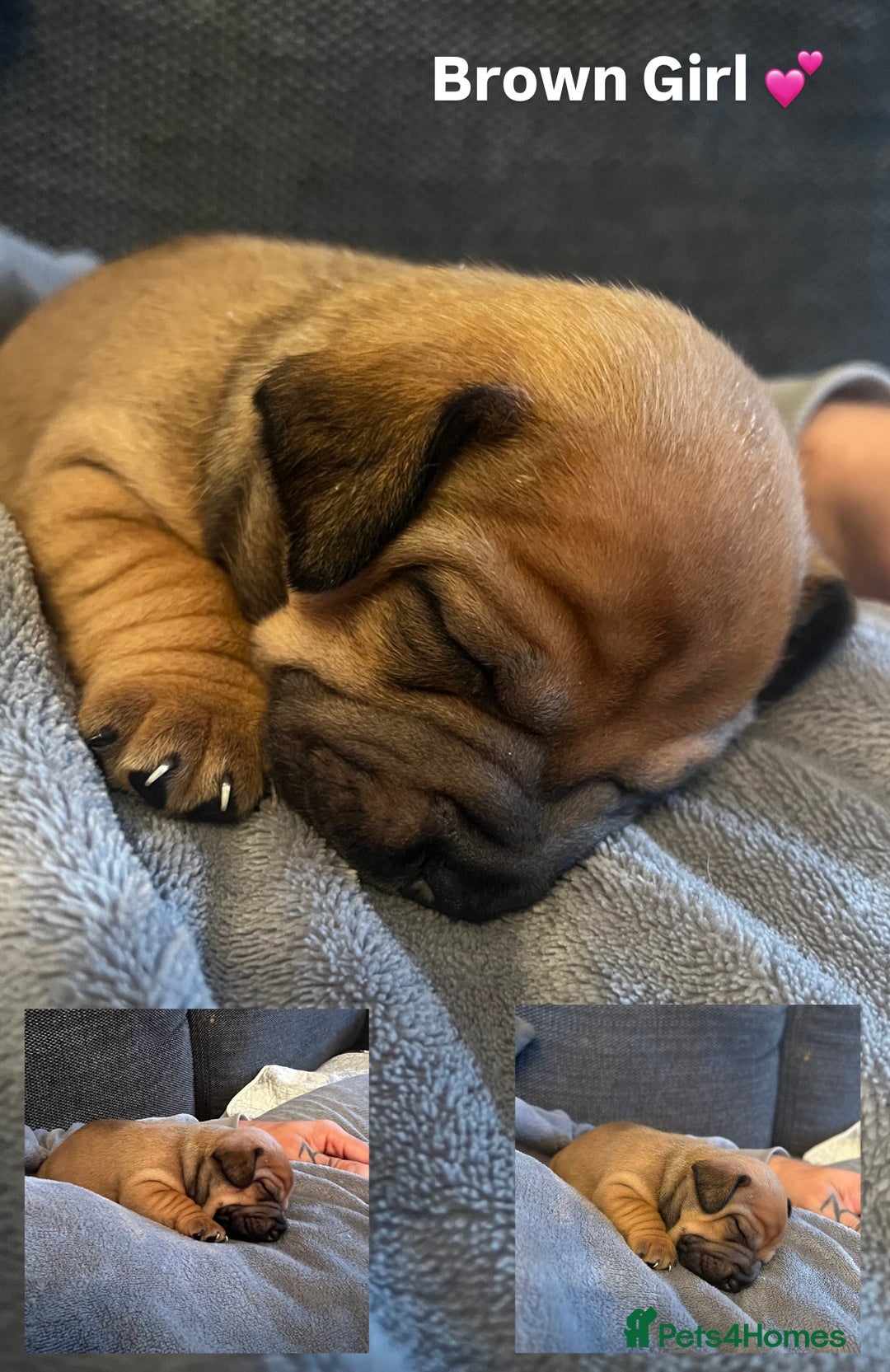 Mixed Breed dogs for sale:  Last 2 girls READY NOW! Rare English Bulldach - Advert 18