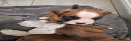 Boxer dogs for sale: Bootyful Boxer Babies - Advert 4