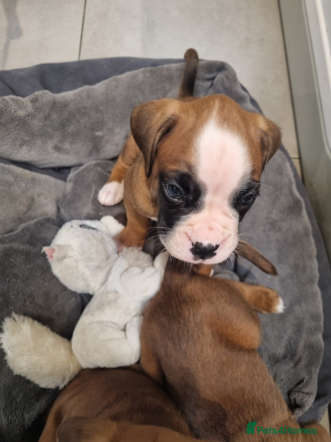 Boxer dogs for sale: Bootyful Boxer Babies - Advert 4