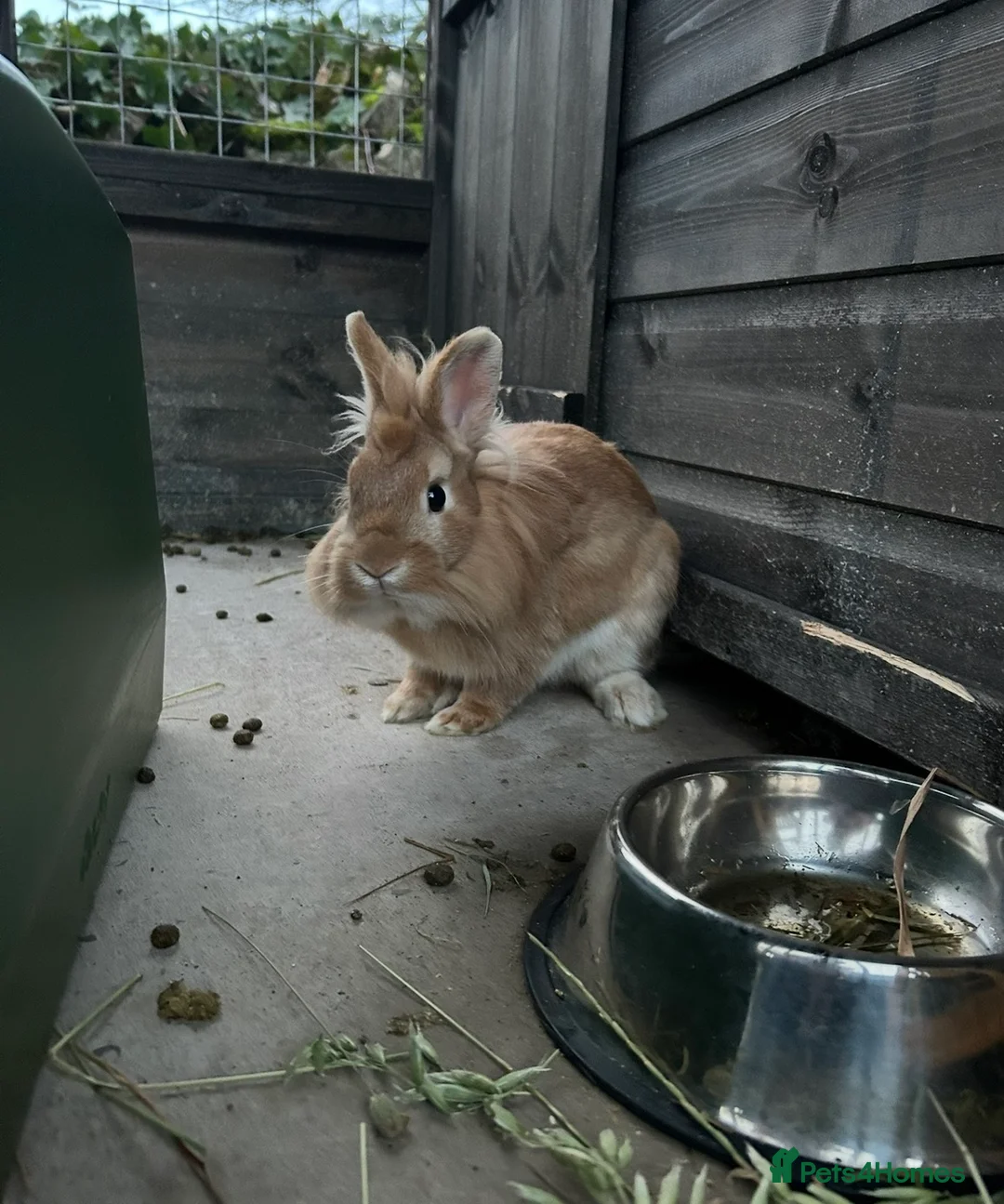 Mixed Breed rabbits for sale: 2 male lionhead x netherland dwarfs  in Cockermouth - Advert 5