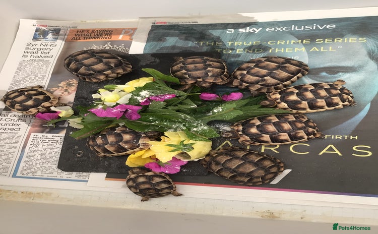 Tortoise reptiles - Advert 1