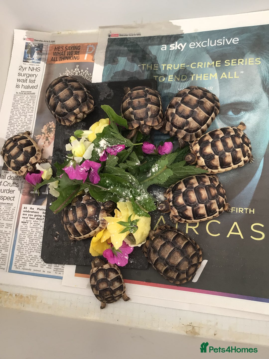 Tortoise reptiles for sale: Baby tortoises for sale - Image 1