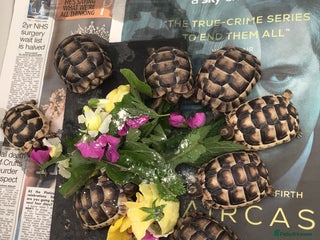 Tortoise reptiles - Advert 34