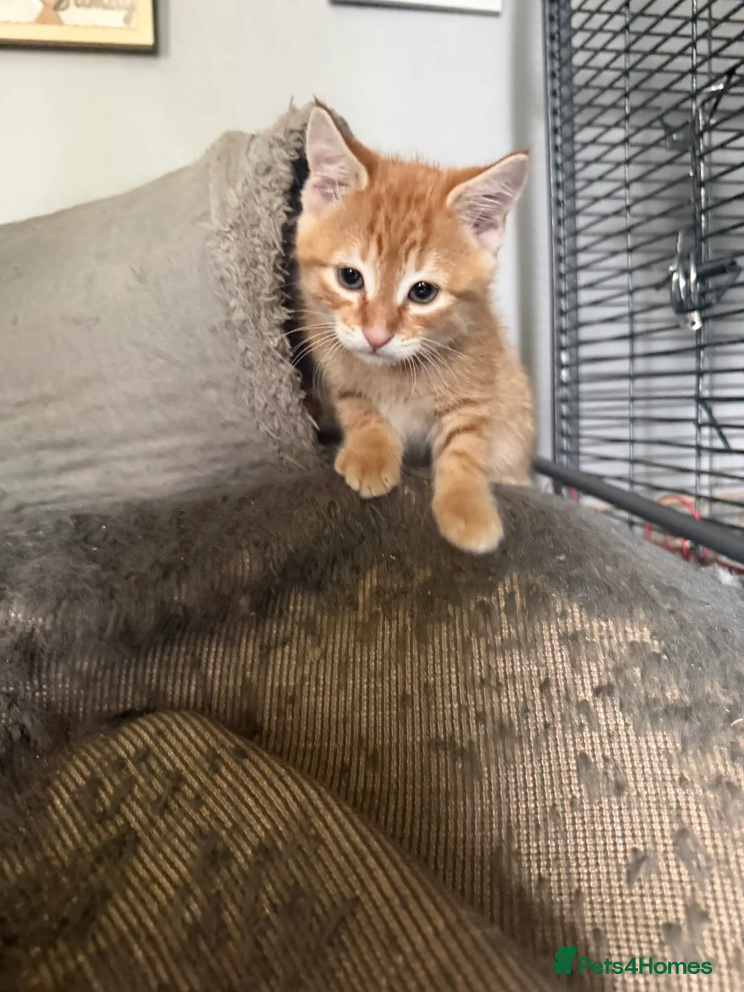 Mixed Breed cats for sale: Beautiful ginger boy - Advert 2
