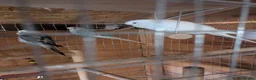 Budgerigars birds for sale: Budgies - Advert 2