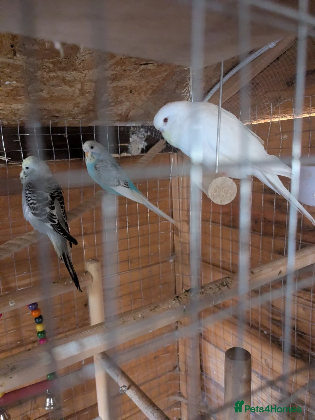 Budgerigars birds for sale: Budgies - Advert 2