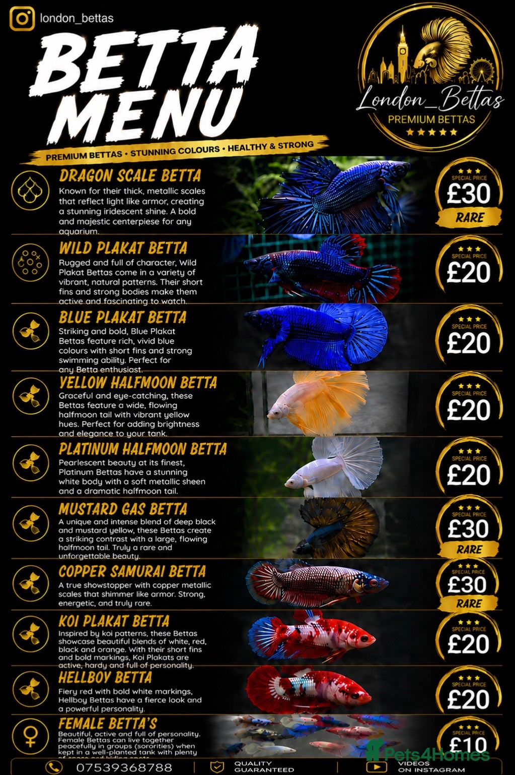Bettas fish Betta Fish Sale!! - Advert 5