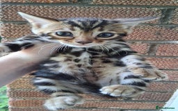Bengal cats for sale: Brown Clouded Top Quality Bengals - Image 2