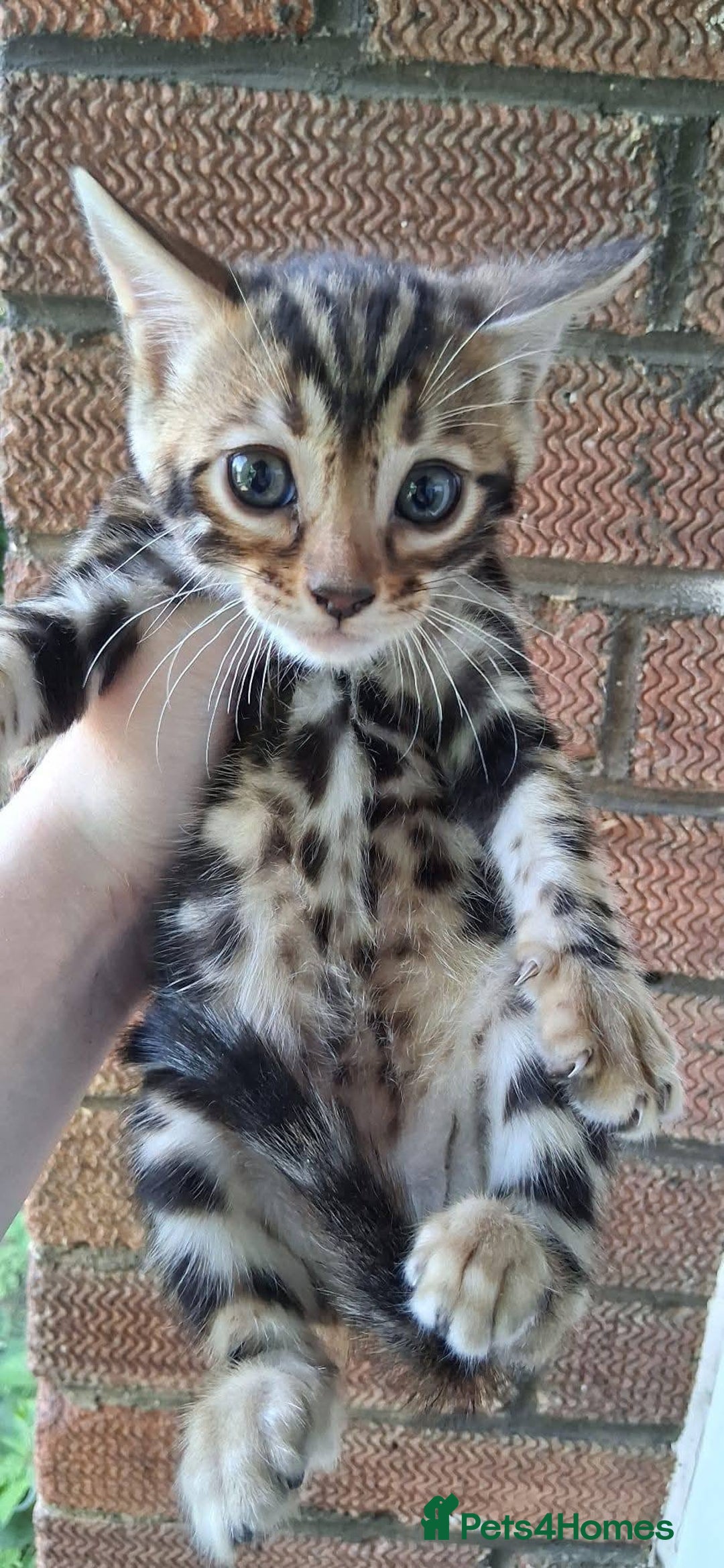 Bengal cats for sale: Brown Clouded Top Quality Bengals - Image 2