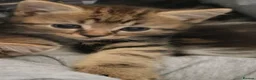 Mixed Breed cats for sale: Beautiful Male Kittens  - Advert 6