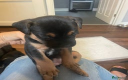 Mixed Breed dogs for sale: 5 female french bulldog x jack russell puppies  - Image 2