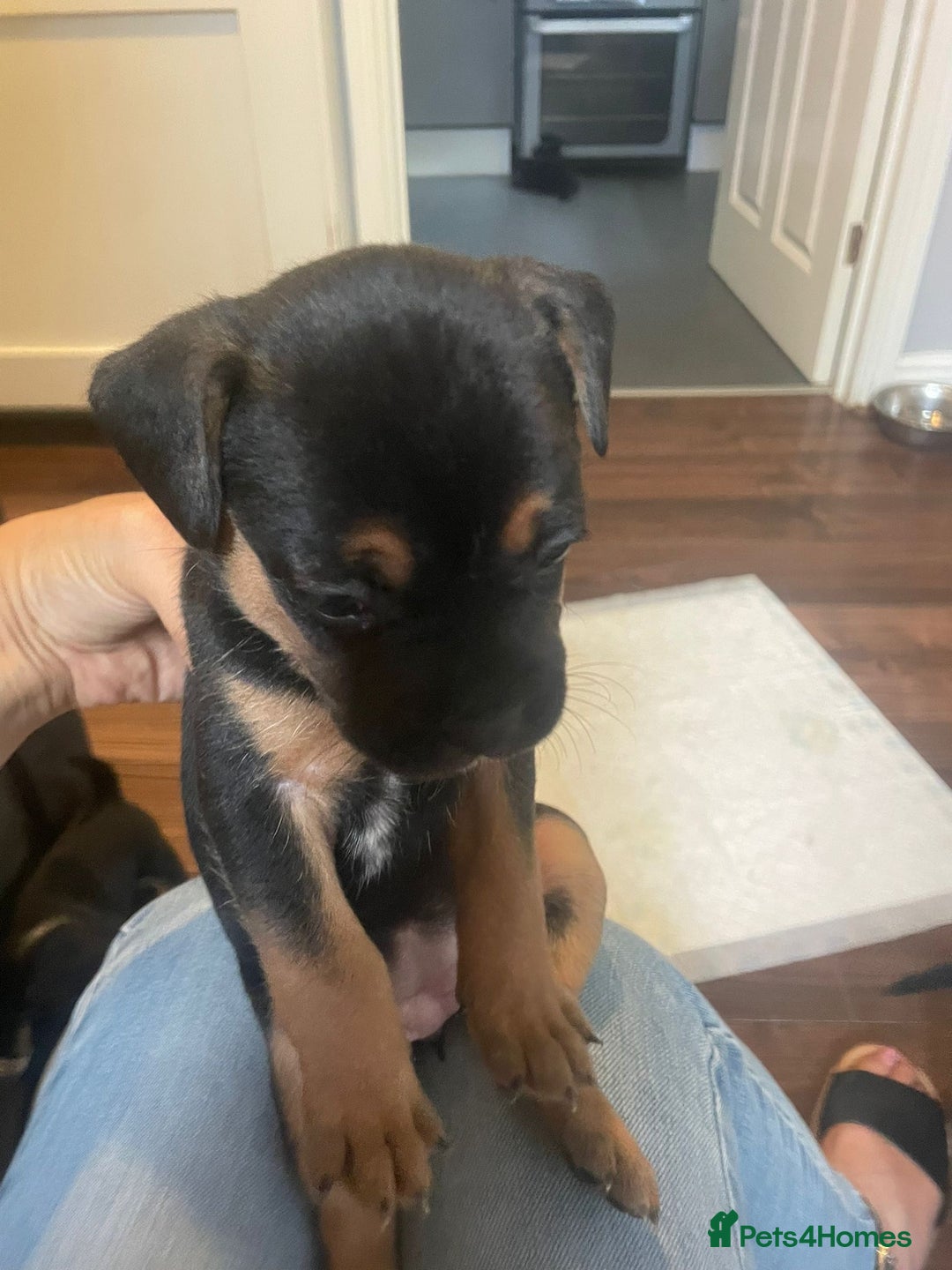 Mixed Breed dogs for sale: 5 female french bulldog x jack russell puppies  - Image 2