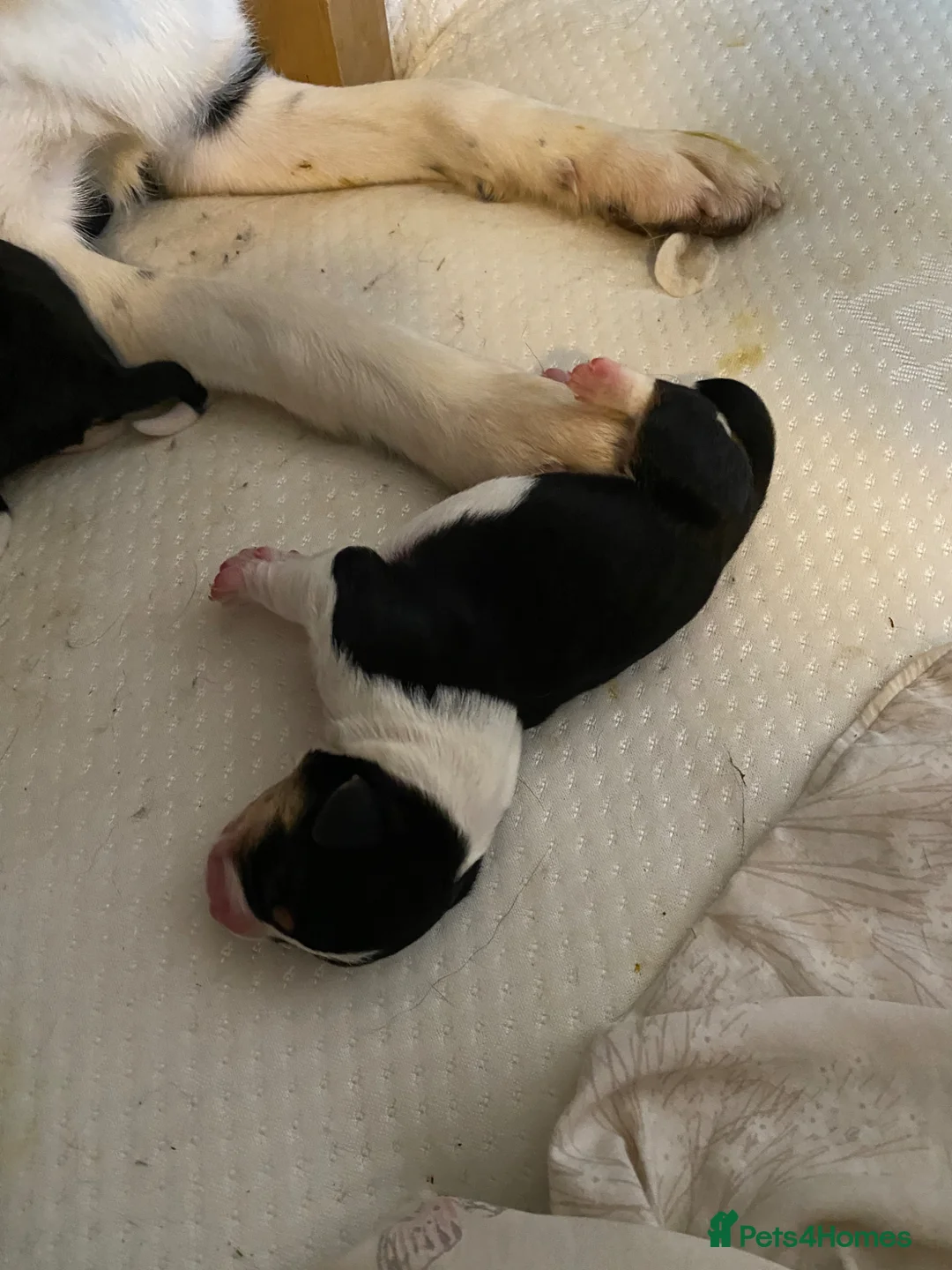 Mixed Breed dogs for sale: Beautiful Border Jack Puppies for Sale 🐶 in Banwell - Advert 10