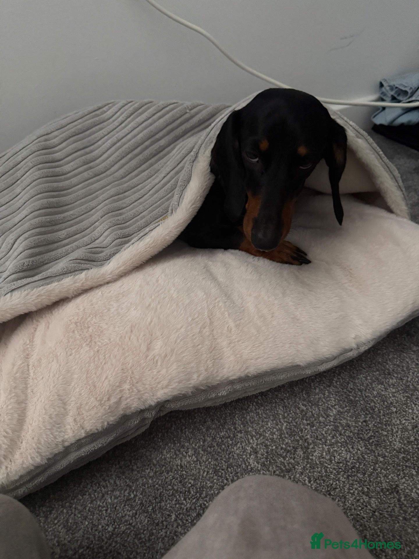 Dachshund dogs Cola  - Advert 4
