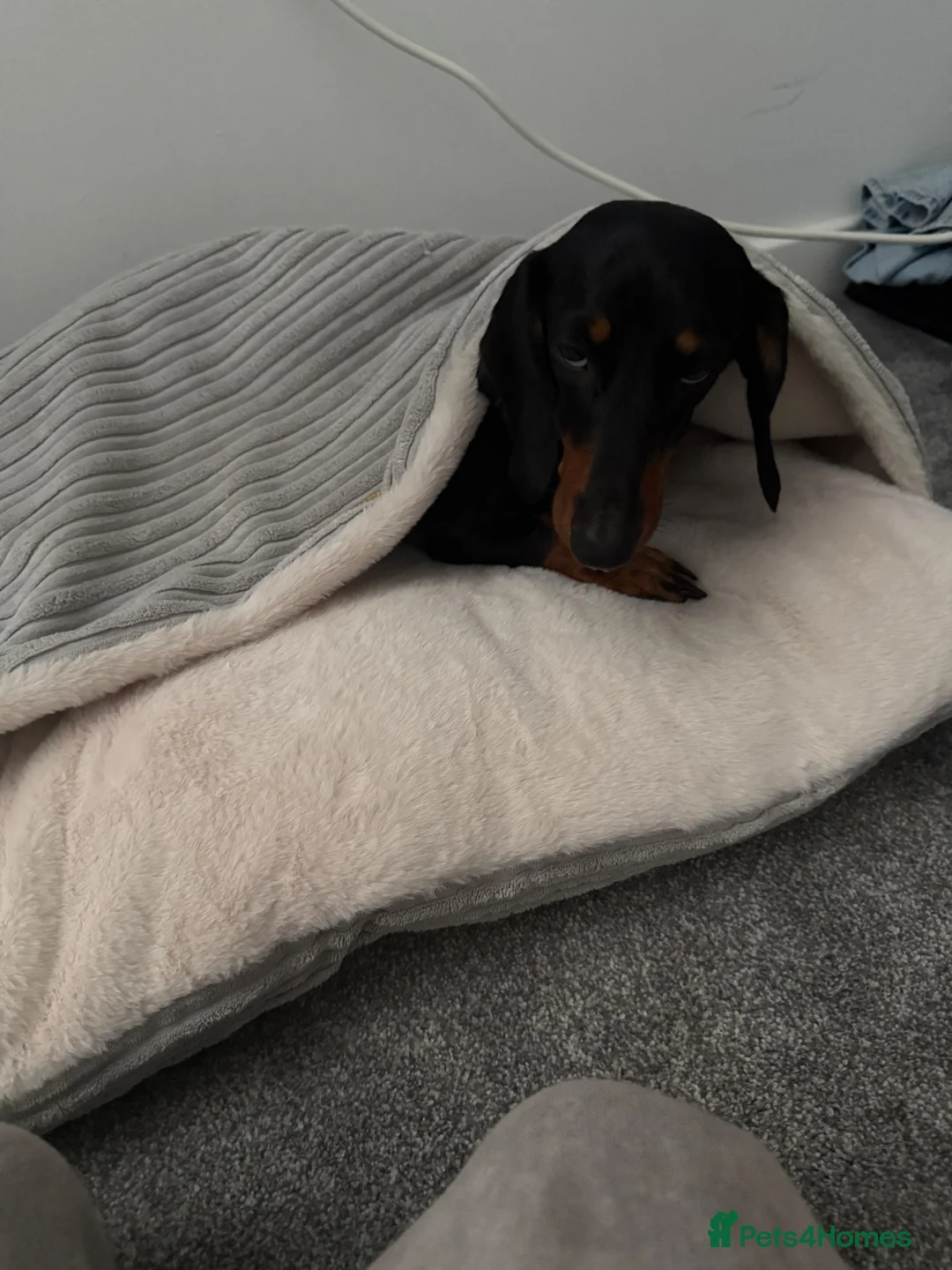 Dachshund dogs for sale: Cola  - Advert 1