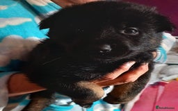 Mixed Breed dogs for sale: Akita cross German shepherd puppies - Advert 8