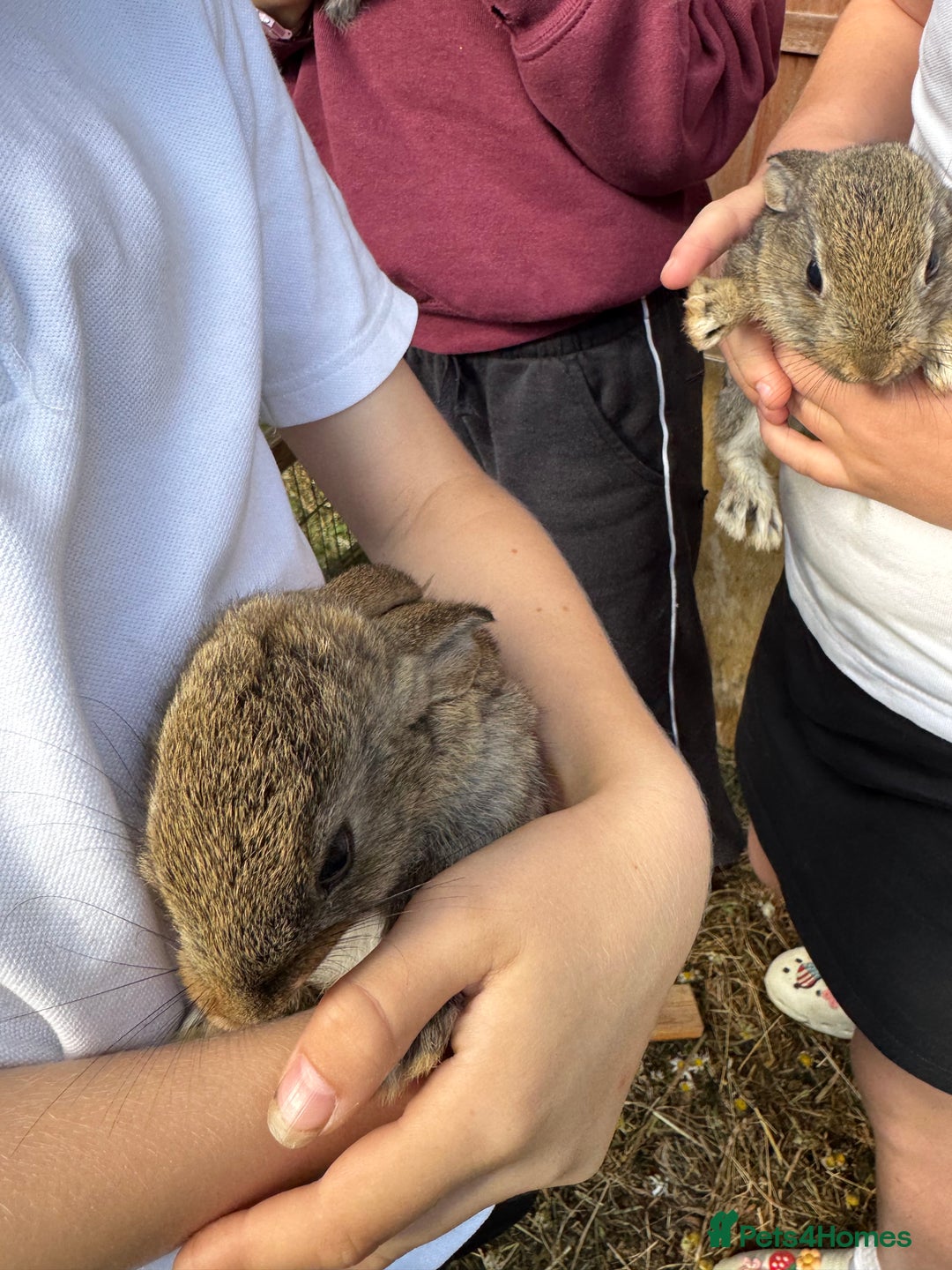 English rabbits for sale: 7 baby rabbits - Image 9