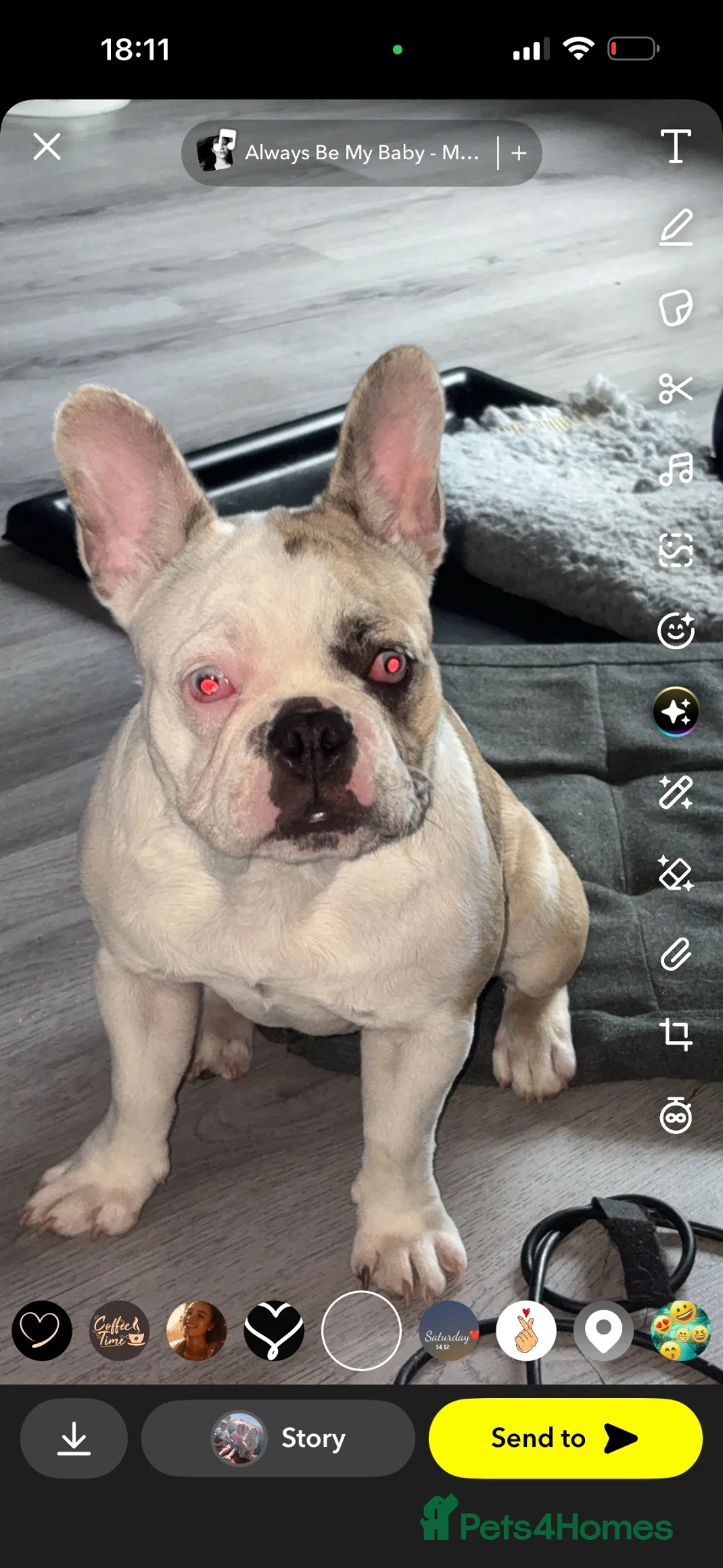 French Bulldog dogs for sale: Female French bull dog puppy  - Advert 2