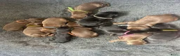 Dobermann dogs for sale: Beautiful family dobermans * 3 pups left * - Advert 21