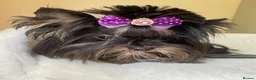 Yorkshire Terrier dogs for sale: Yorkshire terrier boy  - Advert 2