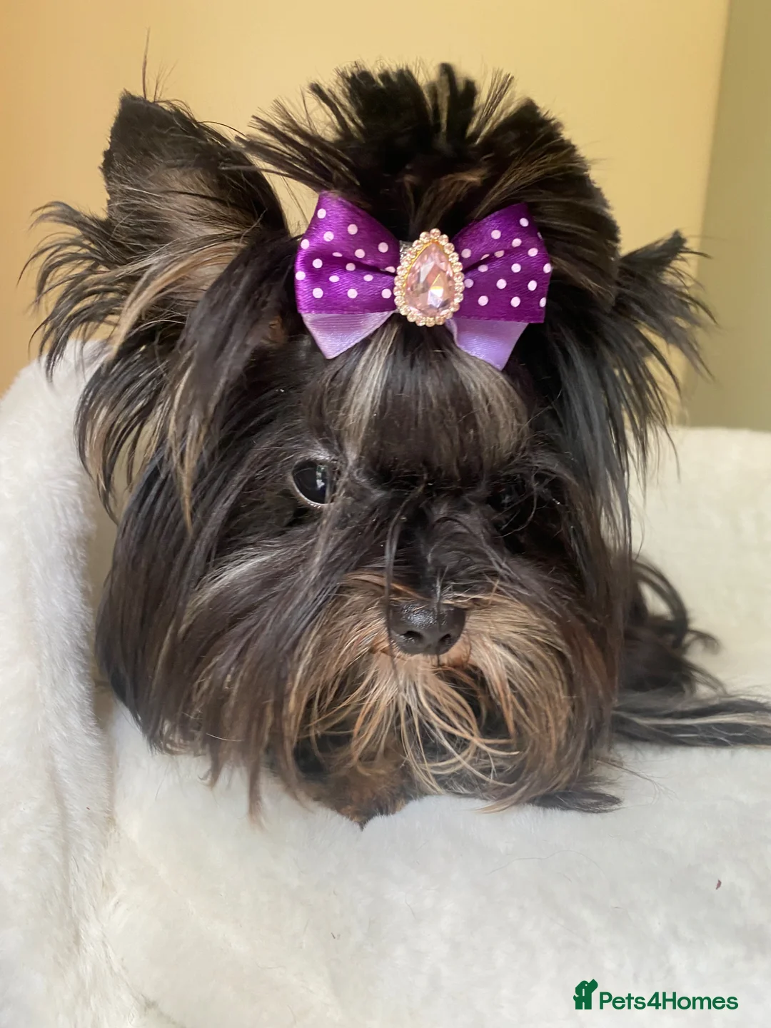 Yorkshire Terrier dogs for sale: Yorkshire terrier boy  - Advert 2