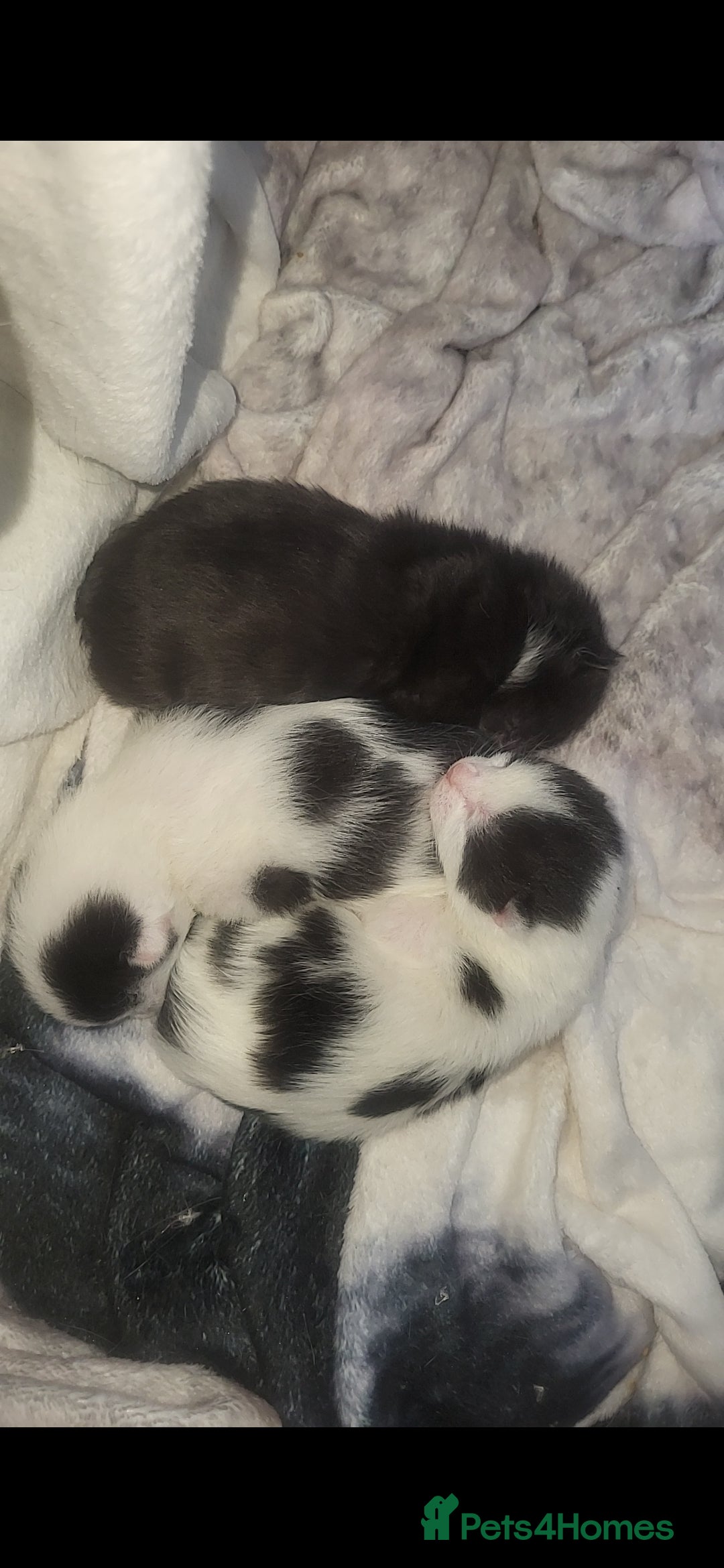 British Shorthair cats Beautiful kittens for sale - Advert 1