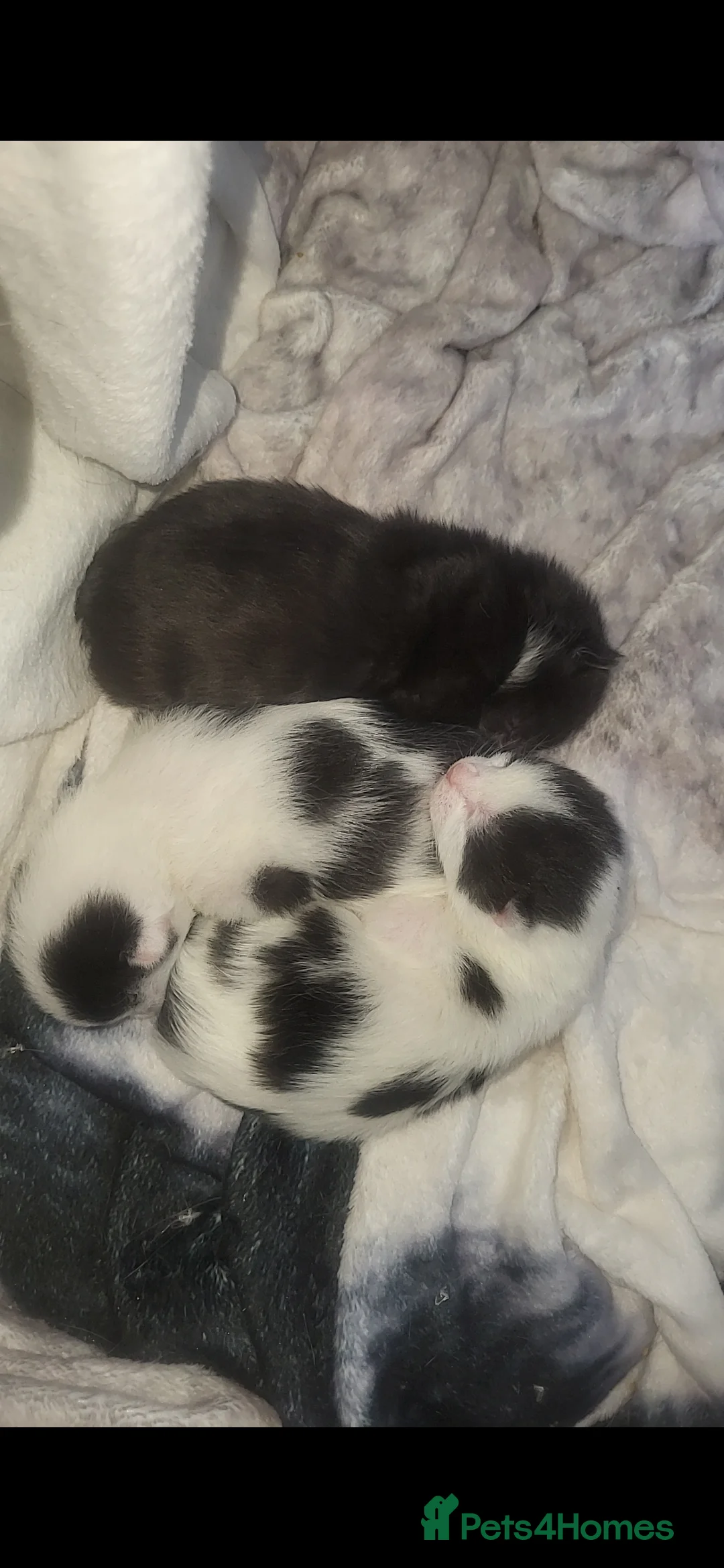 British Shorthair cats for sale: Beautiful kittens for sale - Advert 1
