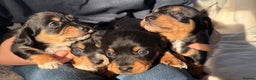 Mixed Breed dogs for sale: Beautiful jackadac puppys  - Advert 13