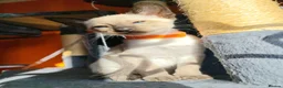 Siamese cats for sale: Gorgeous Siamese kittens!!! - Advert 7