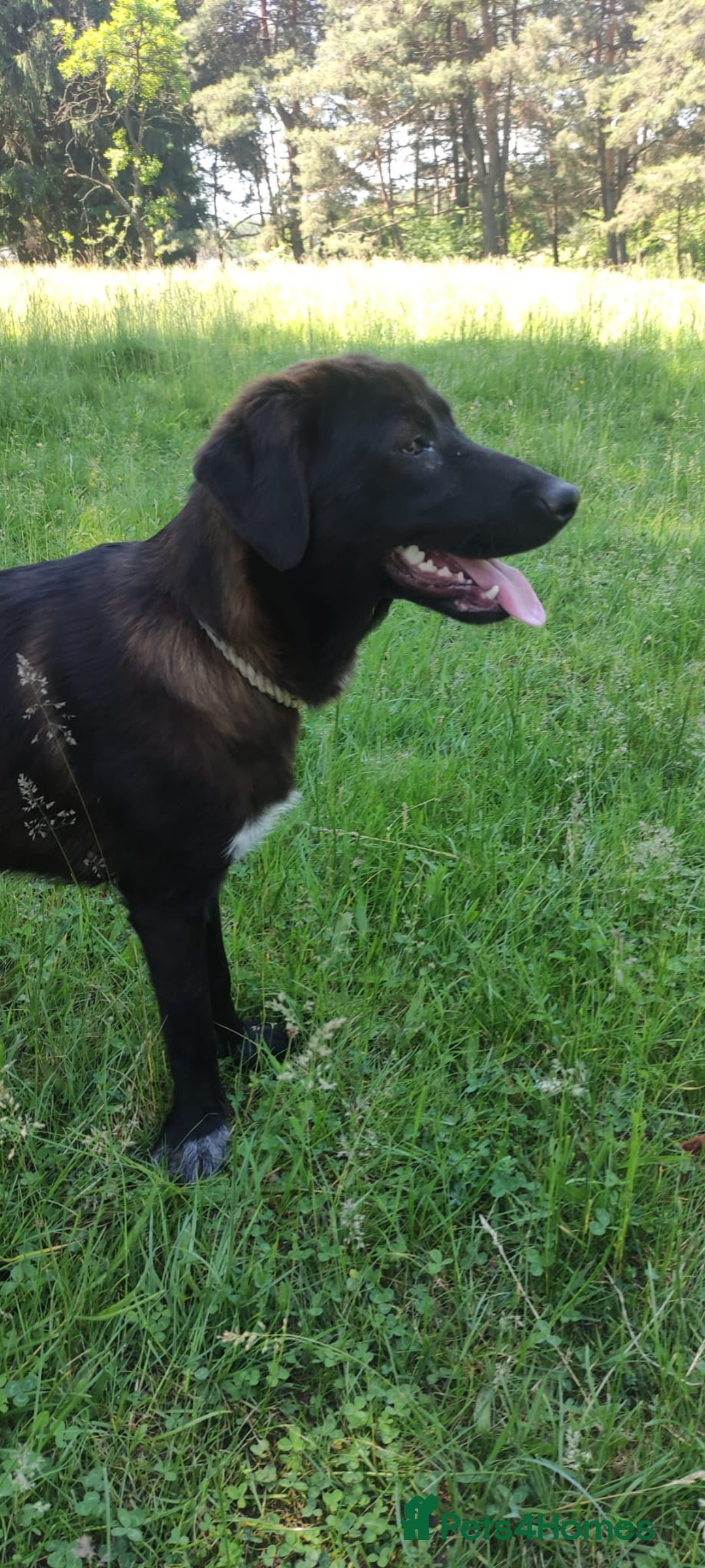 Mixed Breed dogs for adoption: 🌸 MABEL - Quiet, Sweet, a Beautiful Soul - Advert 5