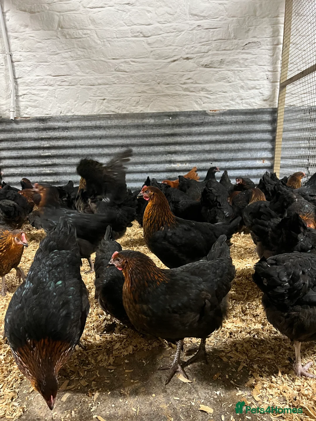 Chickens poultry for sale: Point of Lay coloured egg layers - Advert 2