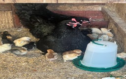 Chickens poultry for sale: 2 mum and 28 chicks for sale  - Image 2