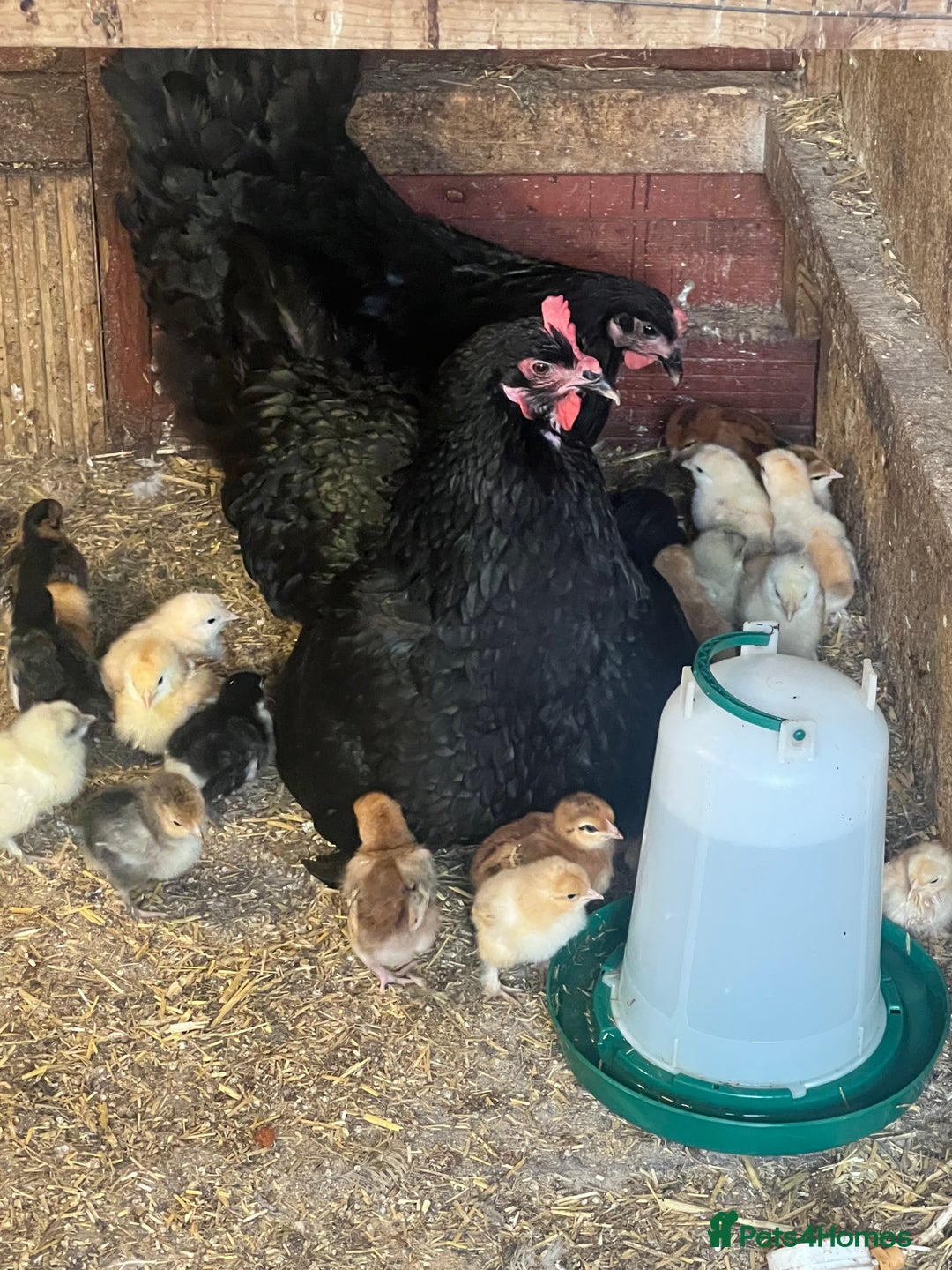 Chickens poultry for sale: 2 mum and 28 chicks for sale  - Image 2