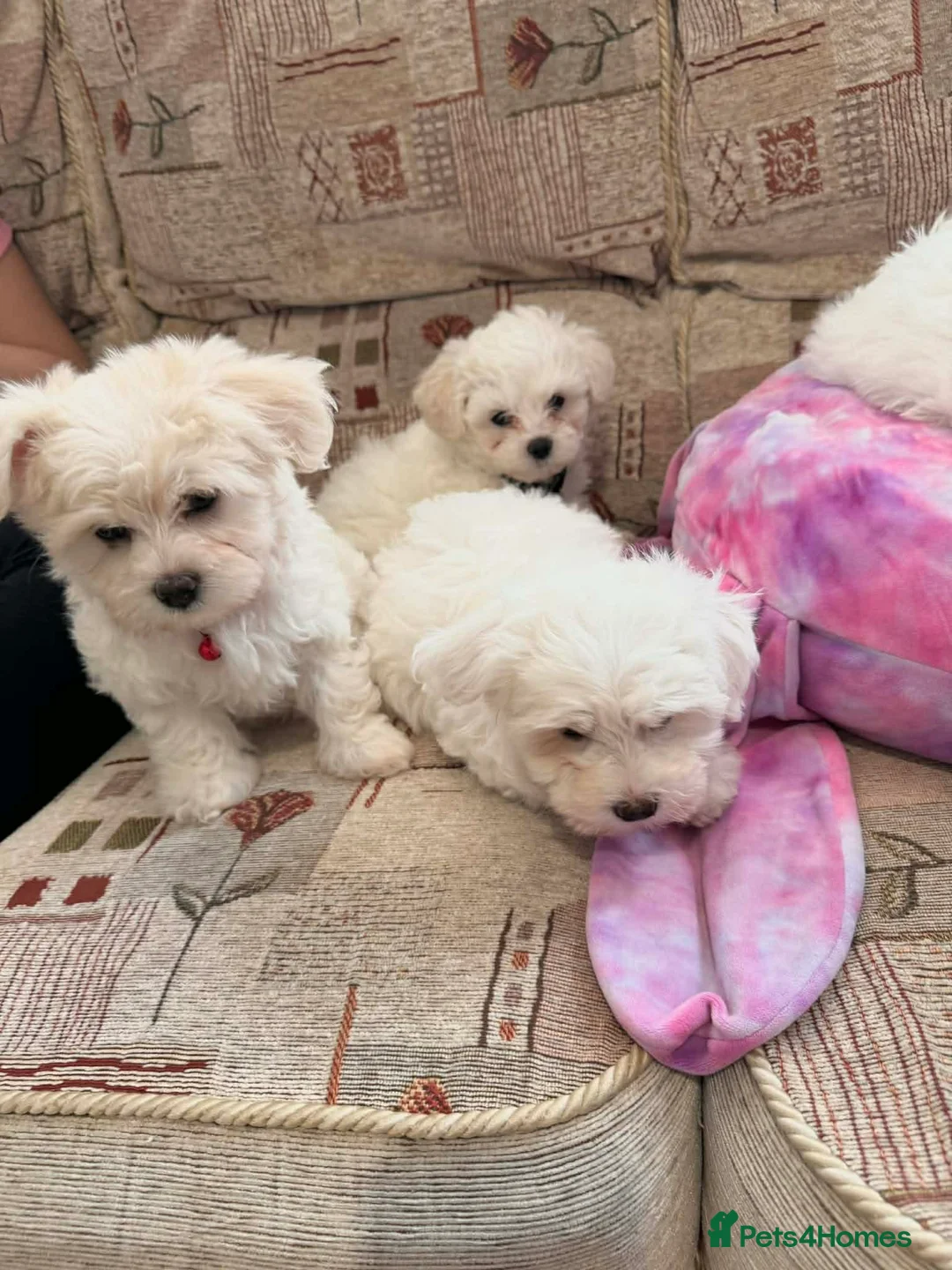 Mixed Breed dogs for sale: Bichon Maltese puppies - Advert 2
