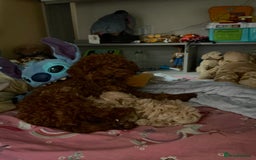 Maltipoo dogs for sale: Maltipoo Pups Ready 1st Nov - 2 BOYS! - Image 3