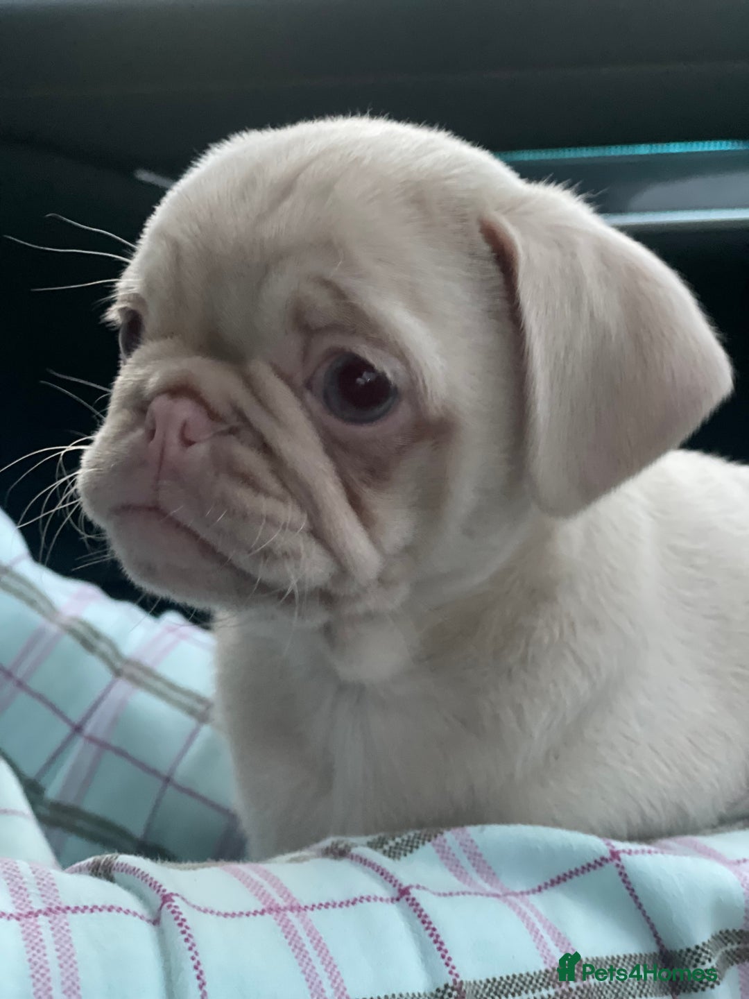 Pug dogs for sale: Pink champagne pug puppy - Advert 9