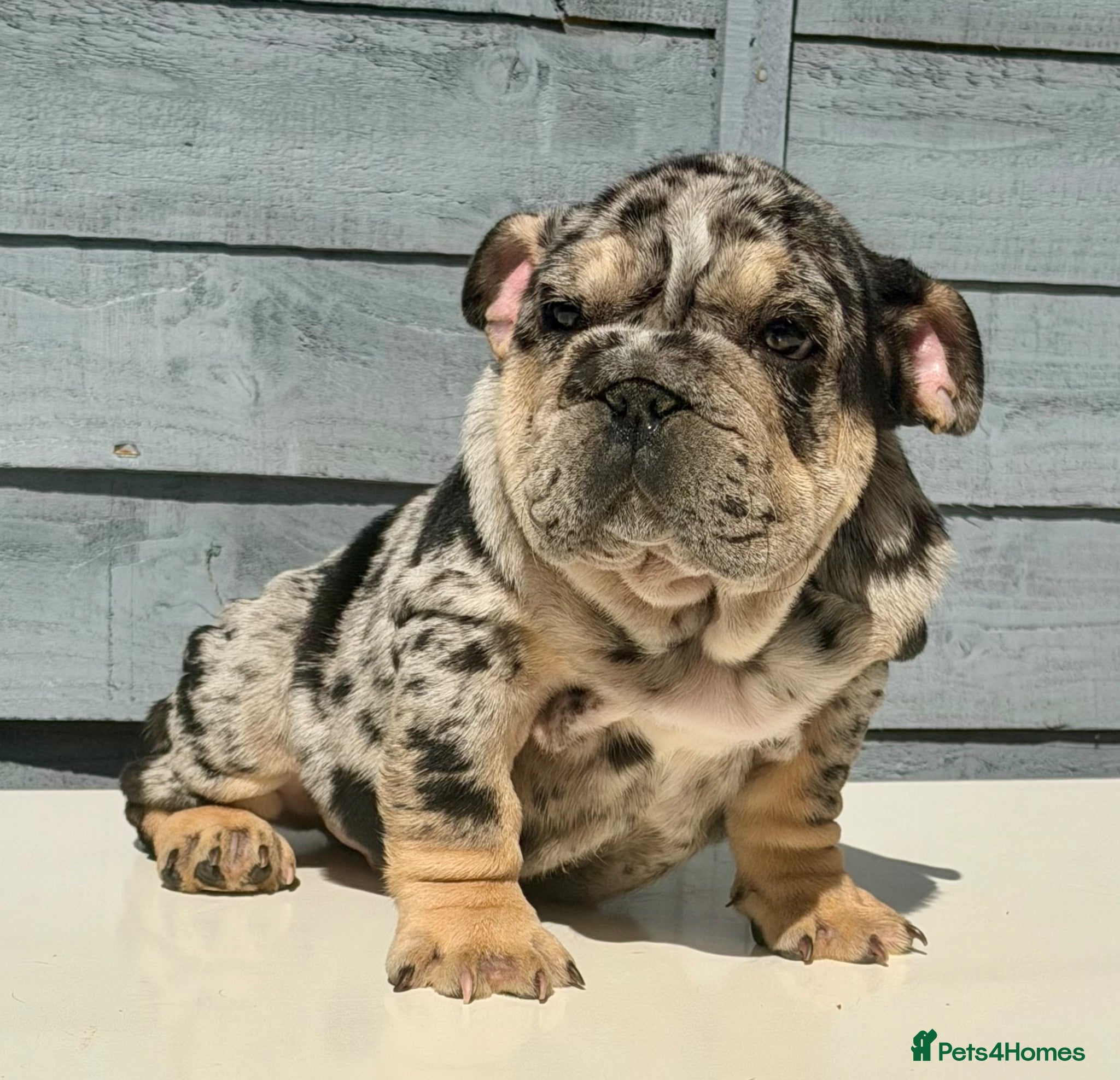 English Bulldog dogs Pink carrier English bulldogs  - Advert 1