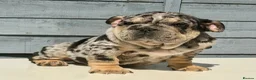 English Bulldog dogs for sale: Pink carrier English bulldogs  - Advert 1