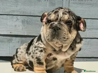 English Bulldog dogs for sale: Pink carrier English bulldogs - Advert 1