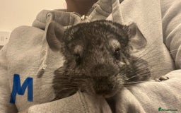 Chinchilla rodents for sale: Chinchilla kits (Dorset) - Image 5