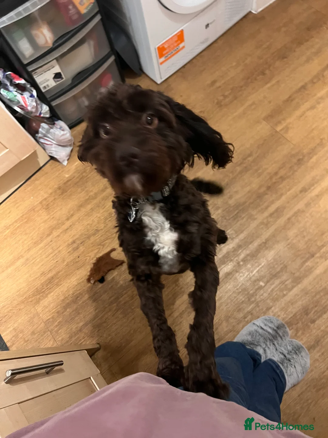 Cockapoo dogs for sale: cockapoos for rehoming. 16 months  - Advert 4