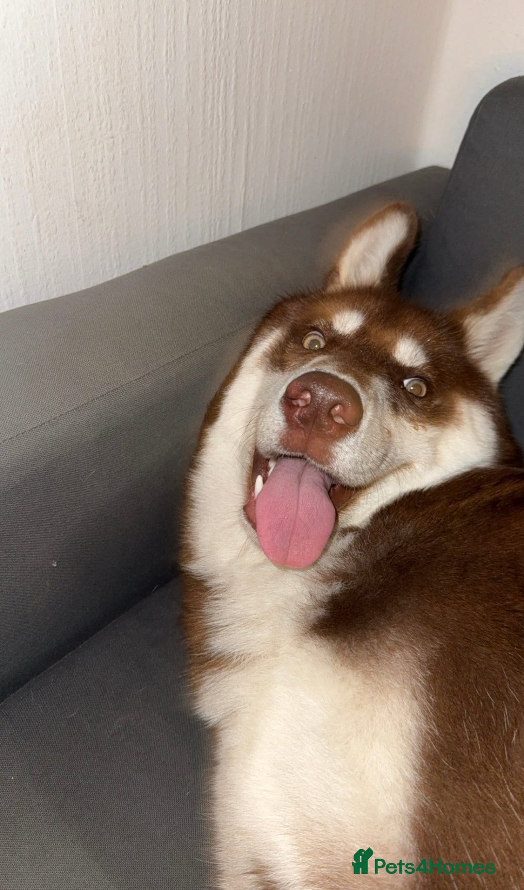 Siberian Husky dogs for sale: Brown Siberian Husky - Advert 8