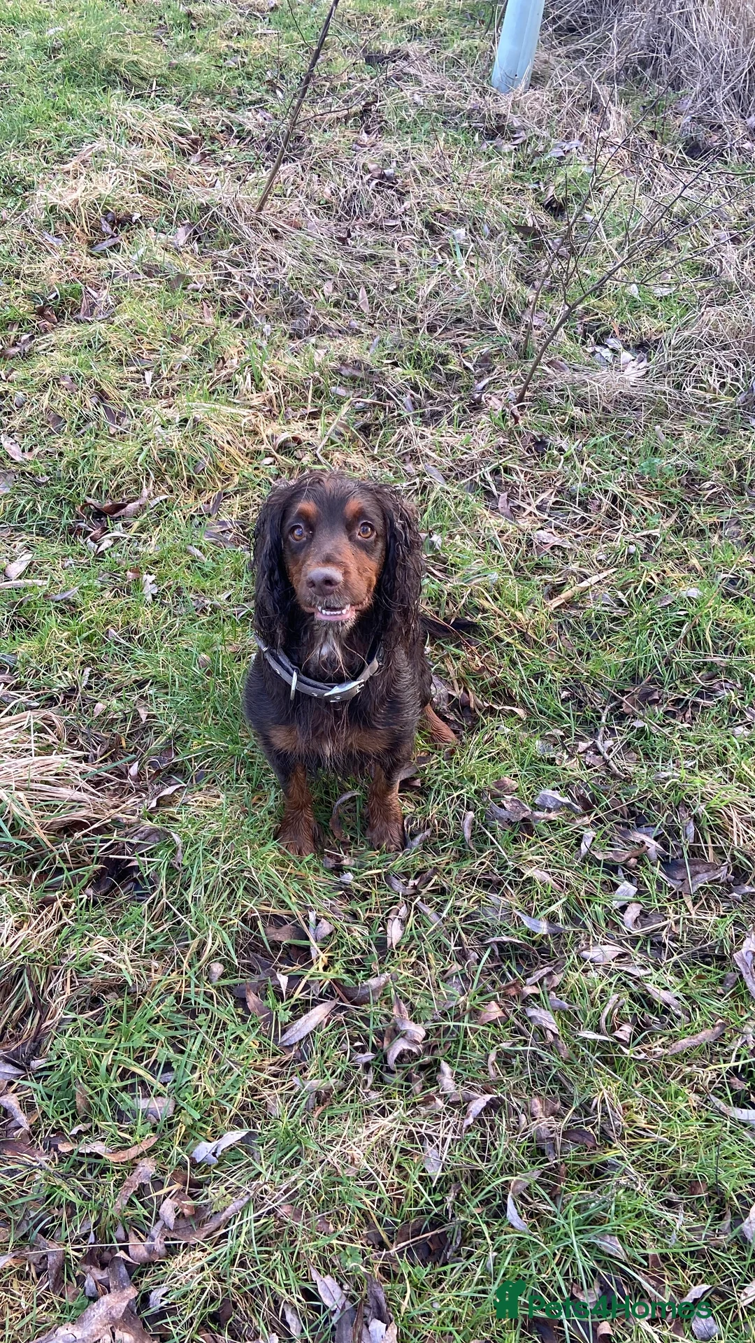 Cocker Spaniel dogs for sale: Tri chocolate  colour cocker spaniel puppies  - Advert 10